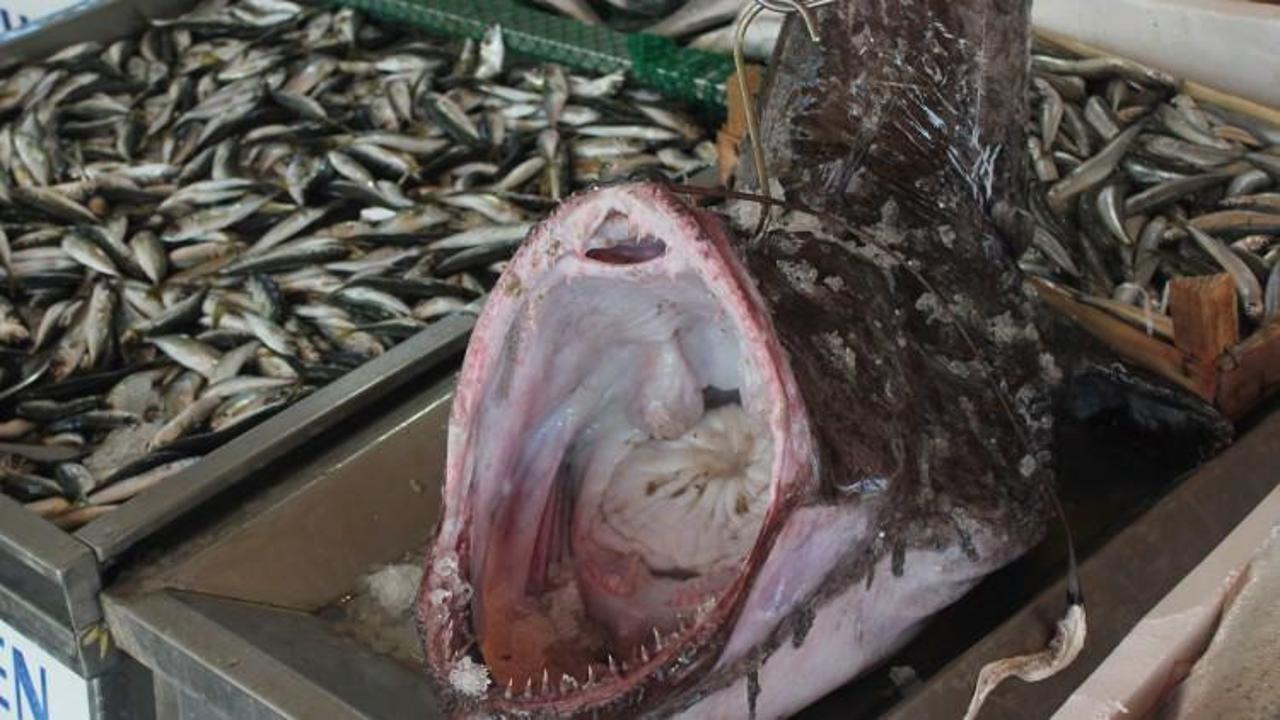 Marmara'dan çıkan dev fener balığı korkuttu