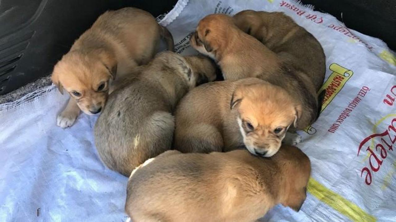 &Ccedil;uvalın i&ccedil;ine koyup &ouml;l&uuml;me terk etmişler