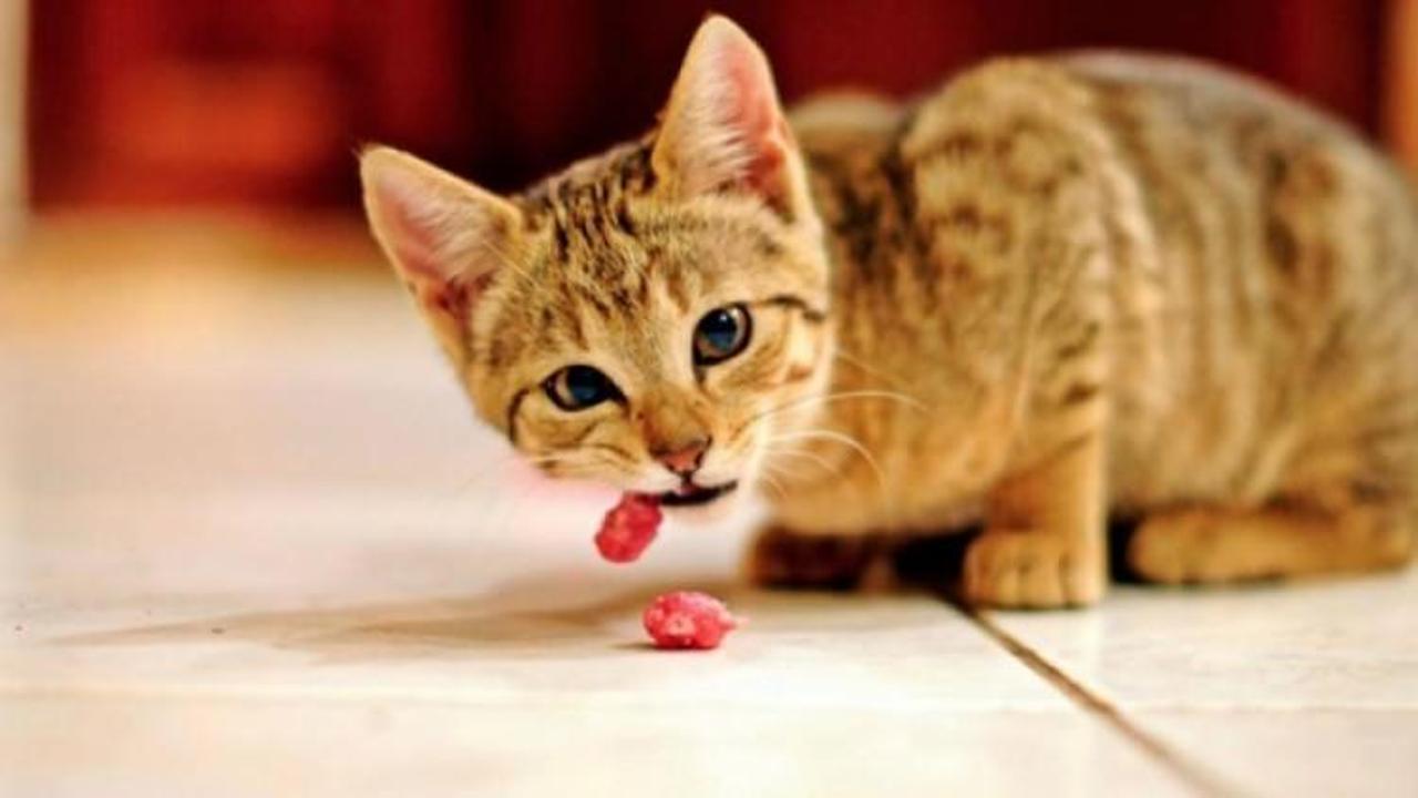 &Uuml;zerinde kedi gezen k&ouml;fteyi &ccedil;&ouml;pe attı,işinden oldu