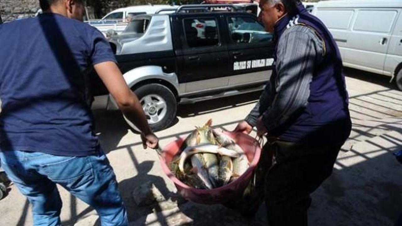 Balıkçılar turnayı gözünden vurdu