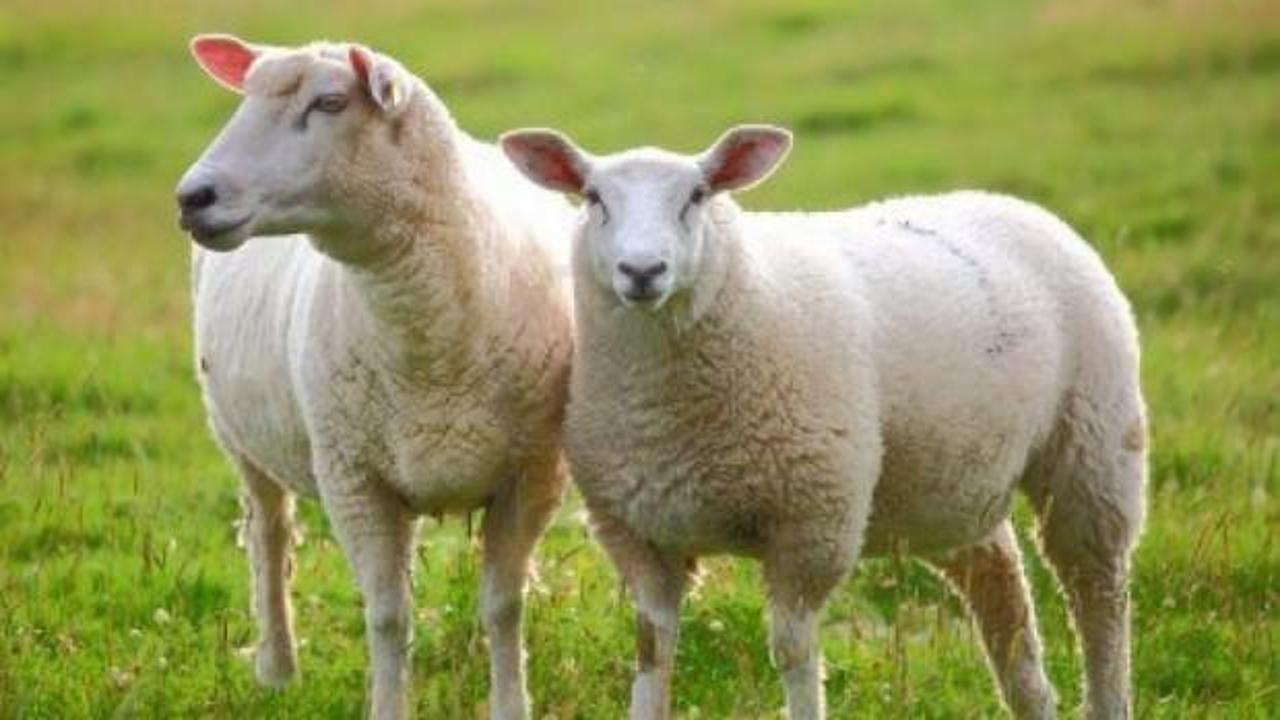 Koyunun kesik kulağı, cinayeti &ccedil;&ouml;zd&uuml;