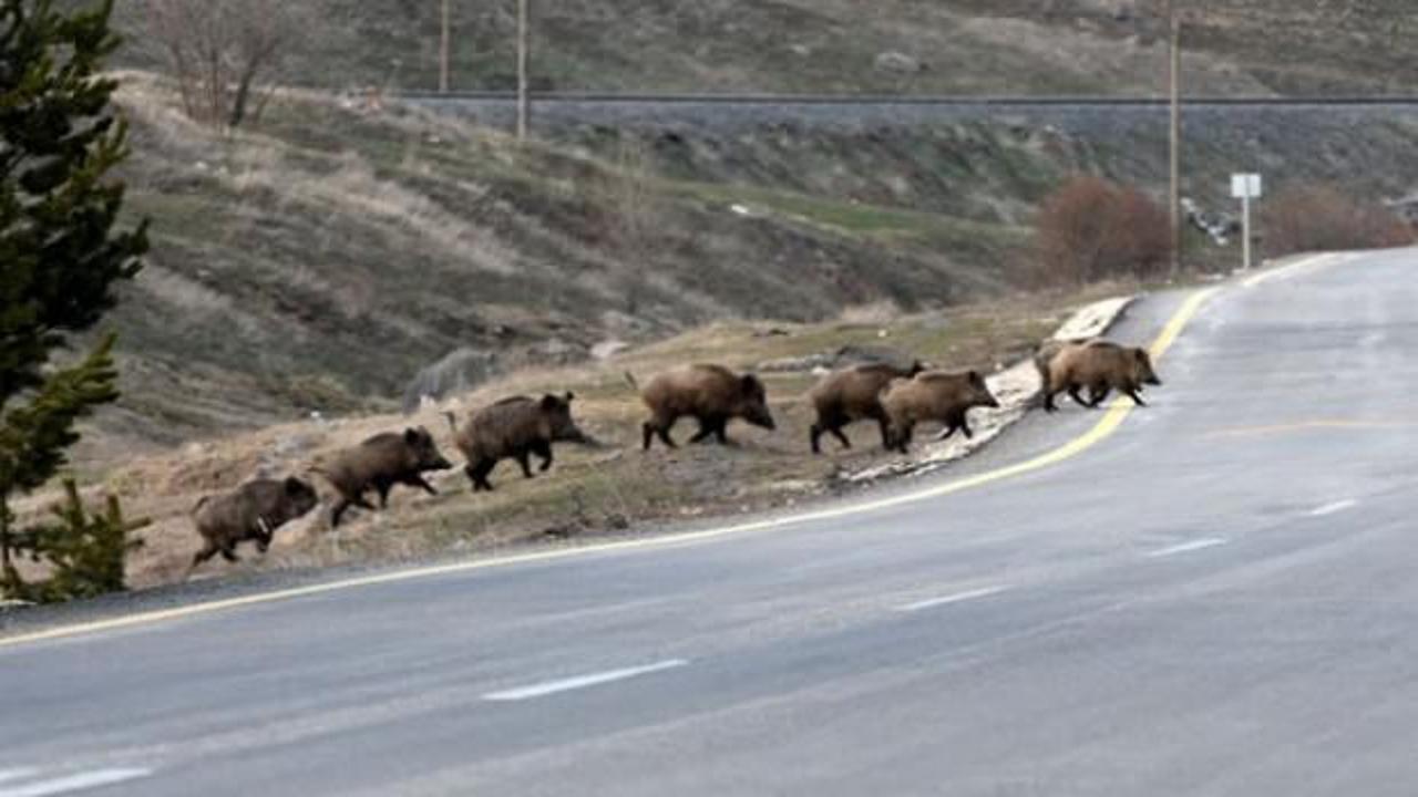 S&uuml;r&uuml; halinde akın akın geliyorlar