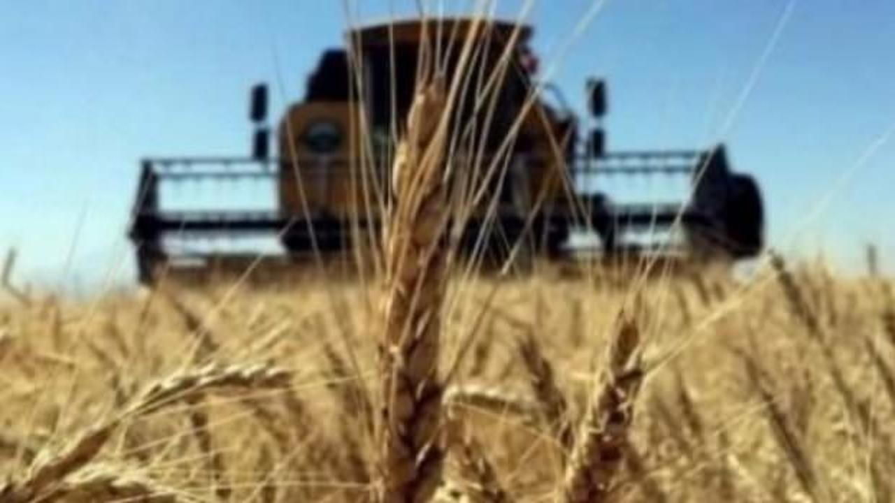 Ukrayna'dan Türkiye'ye buğday önerisi
