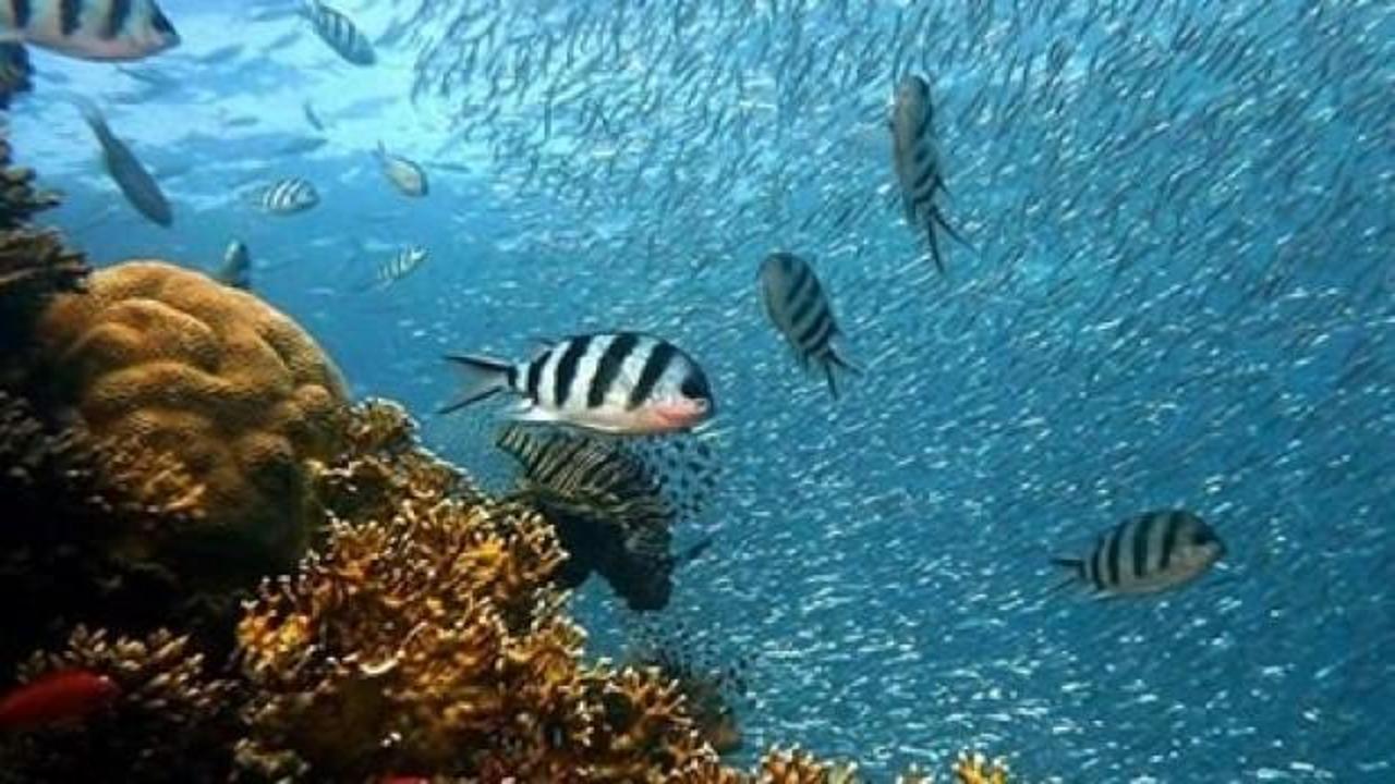12 yeni deniz canlısı keşfedildi