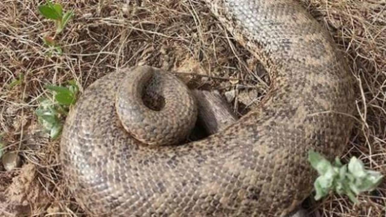 Dev yılan Türkiye'de görüntülendi