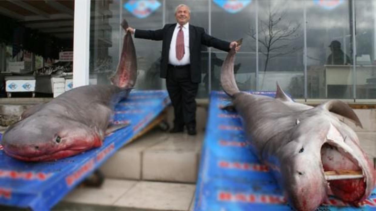 Türkiye'de köpekbalığı avcılığı yasaklandı