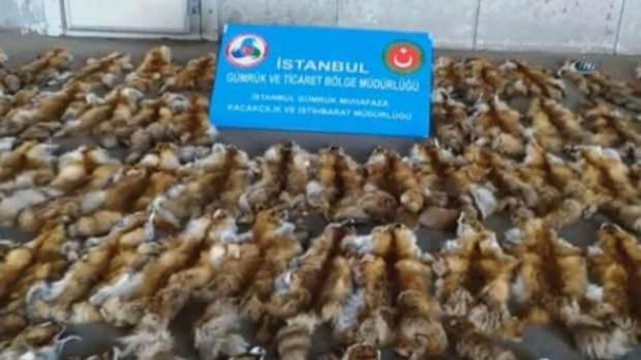 &Ccedil;uvallar dolusu tilki k&uuml;rk&uuml; ele ge&ccedil;irildi!