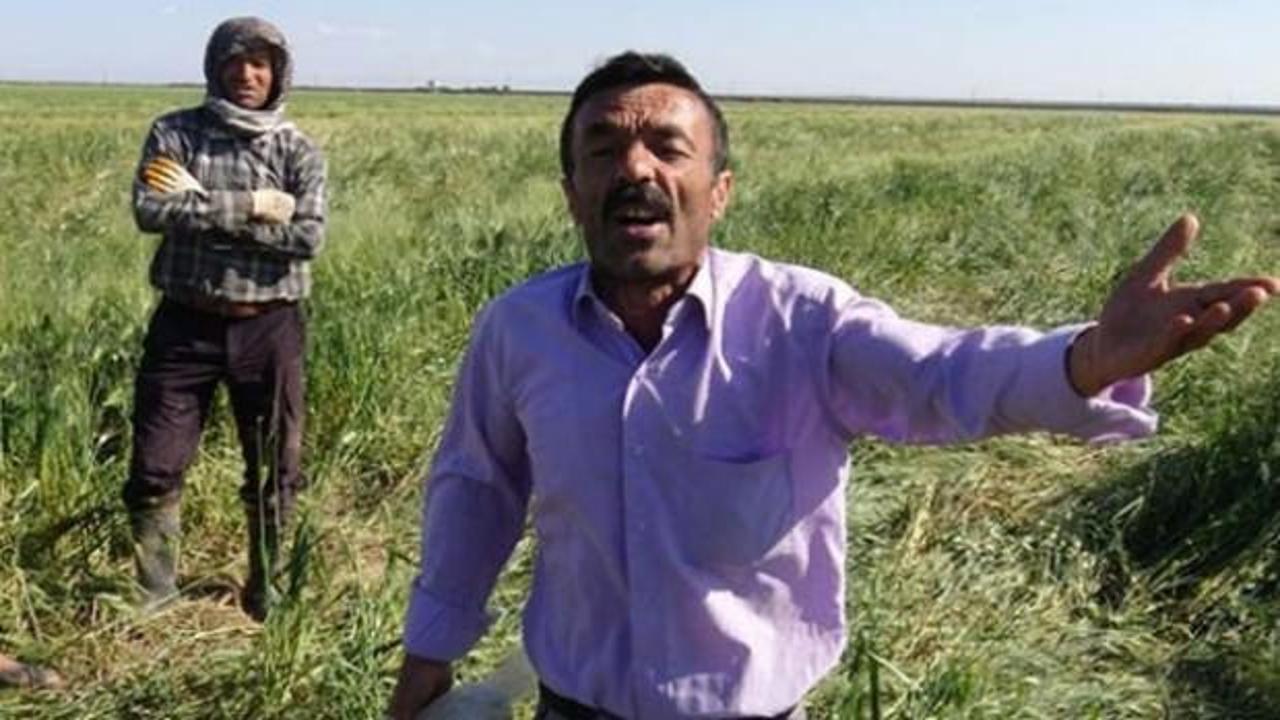 Ekili alanlara domuzlardan b&uuml;y&uuml;k zarar