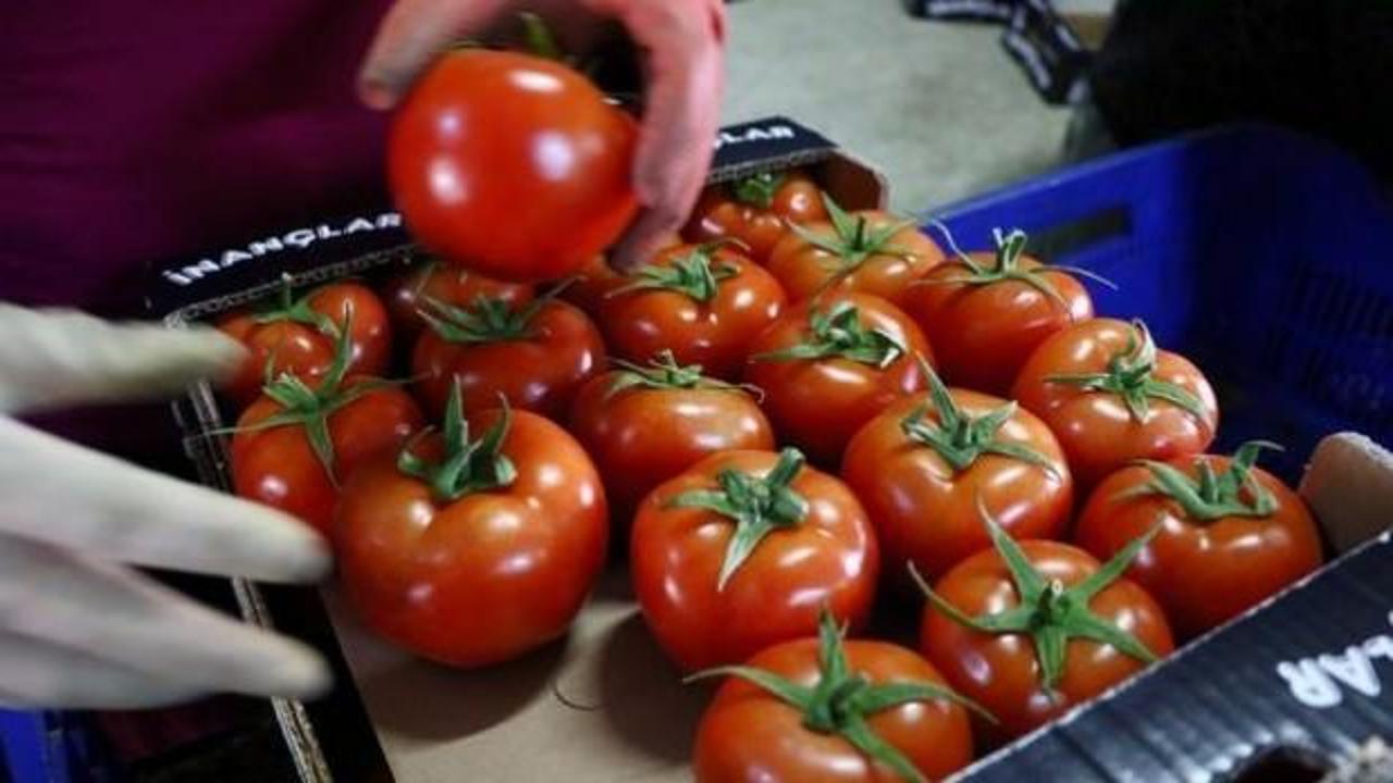 Rusya'dan 5 Türk firmasına daha domates izni