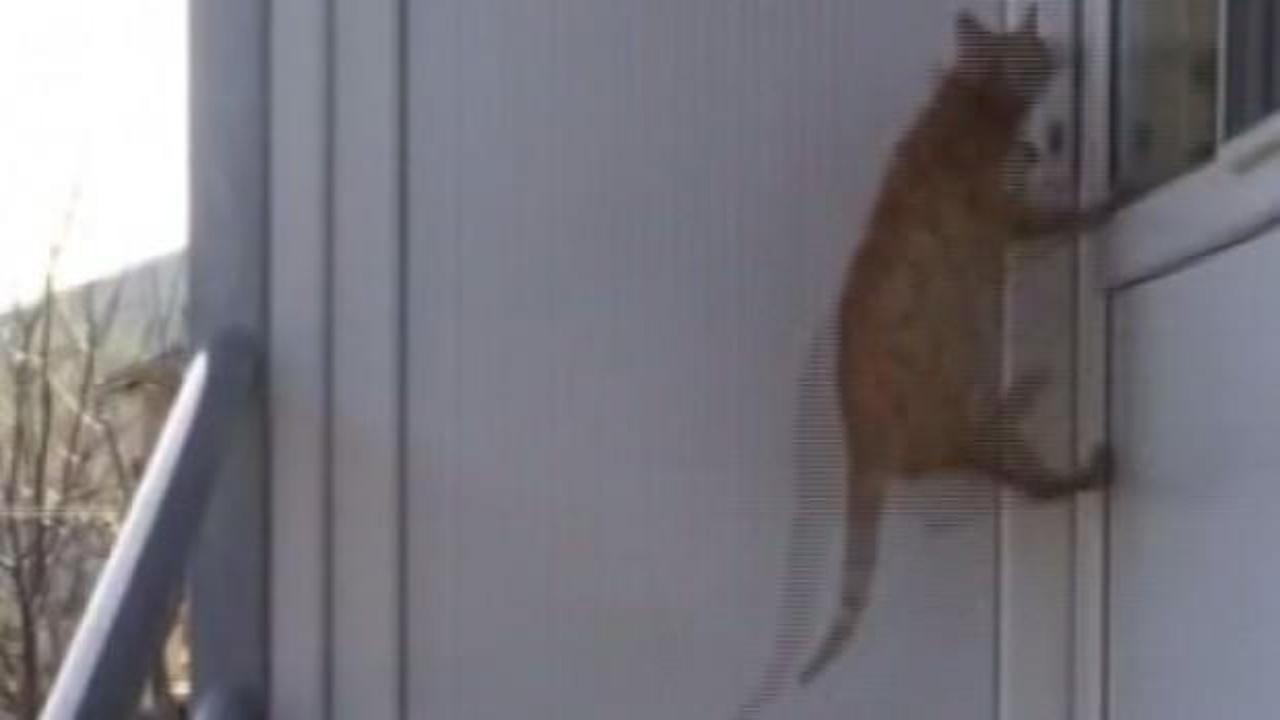 Evin kapısını a&ccedil;an kediden &uuml;z&uuml;c&uuml; haber!