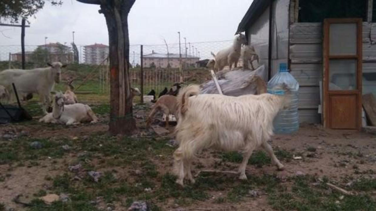 Ke&ccedil;i kafasını damacanaya sıkıştırdı