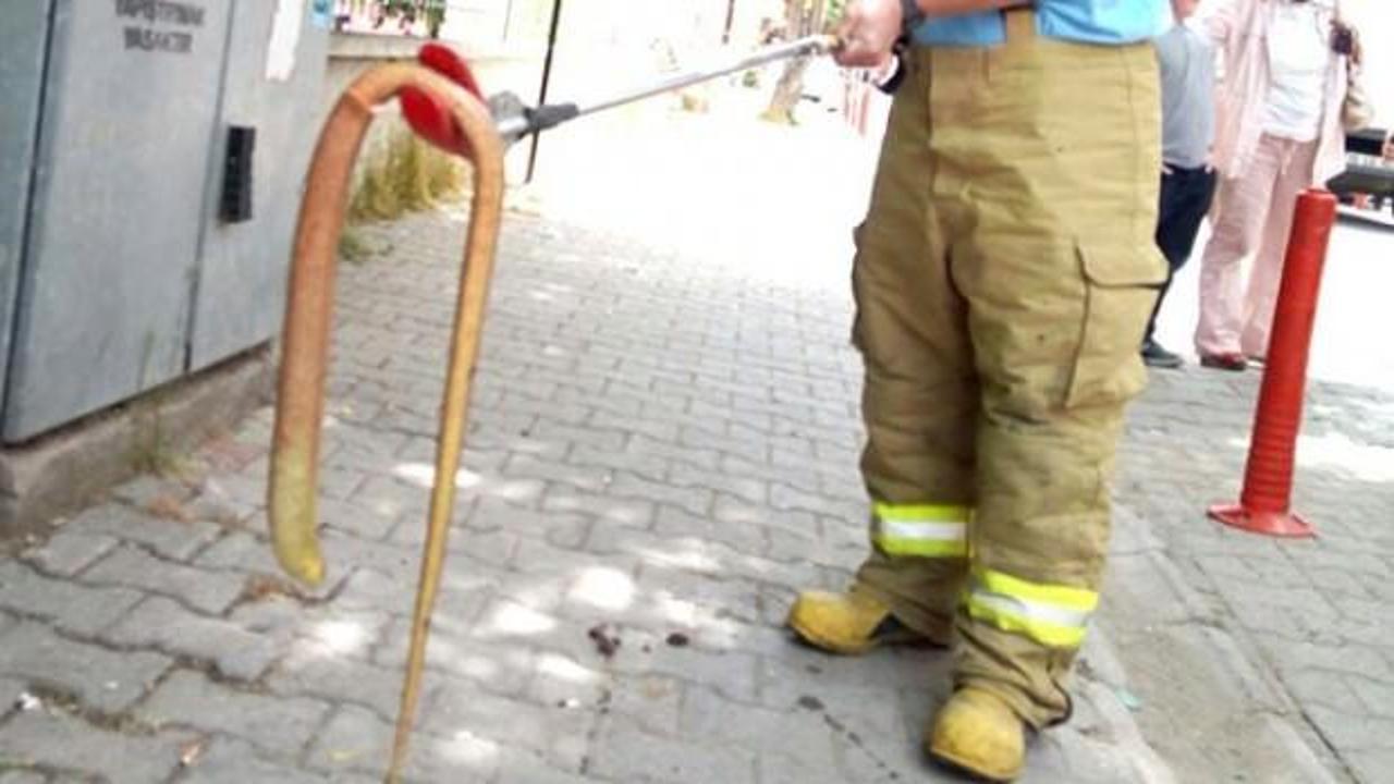 Yılan sanılarak &ouml;ld&uuml;r&uuml;l&uuml;yor ama...