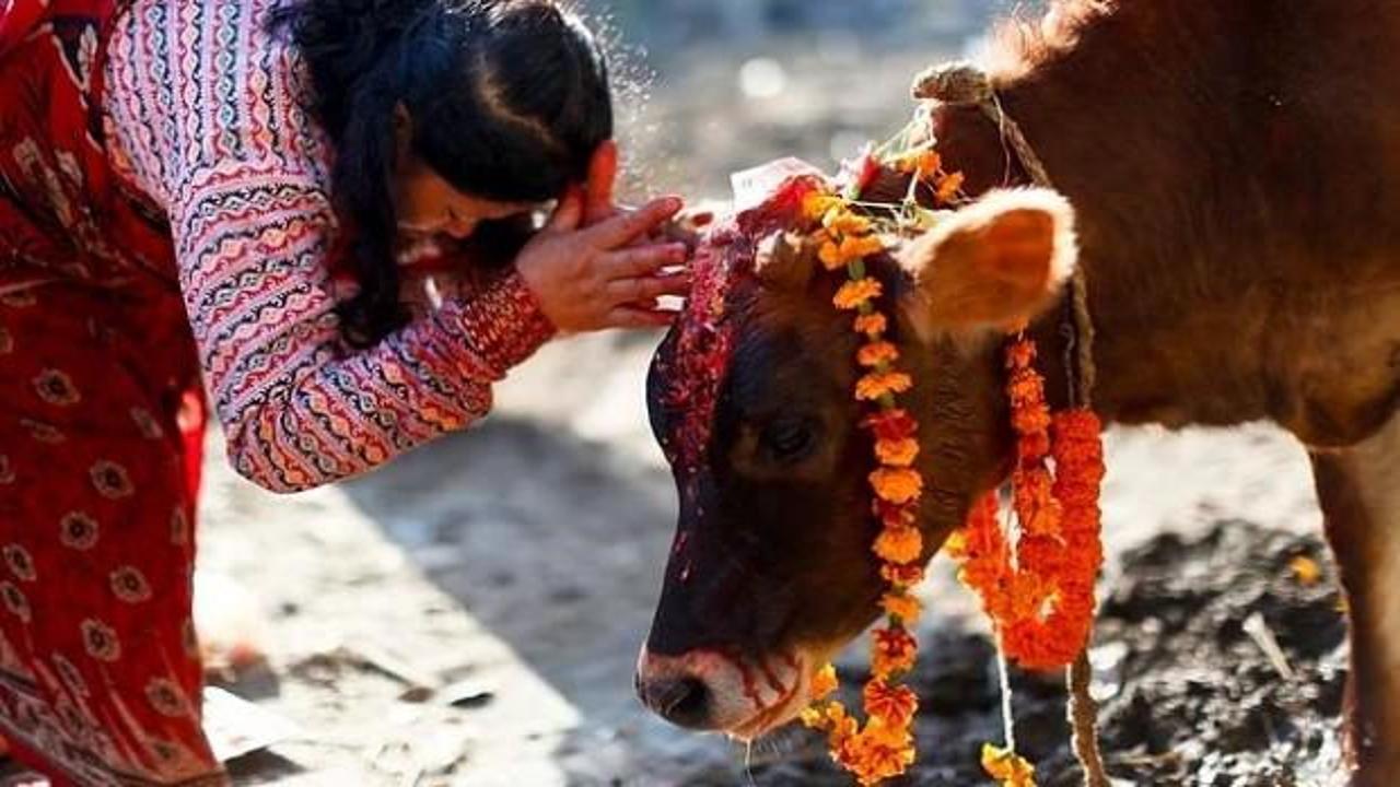 Hindistan'da bir inek cinayeti daha