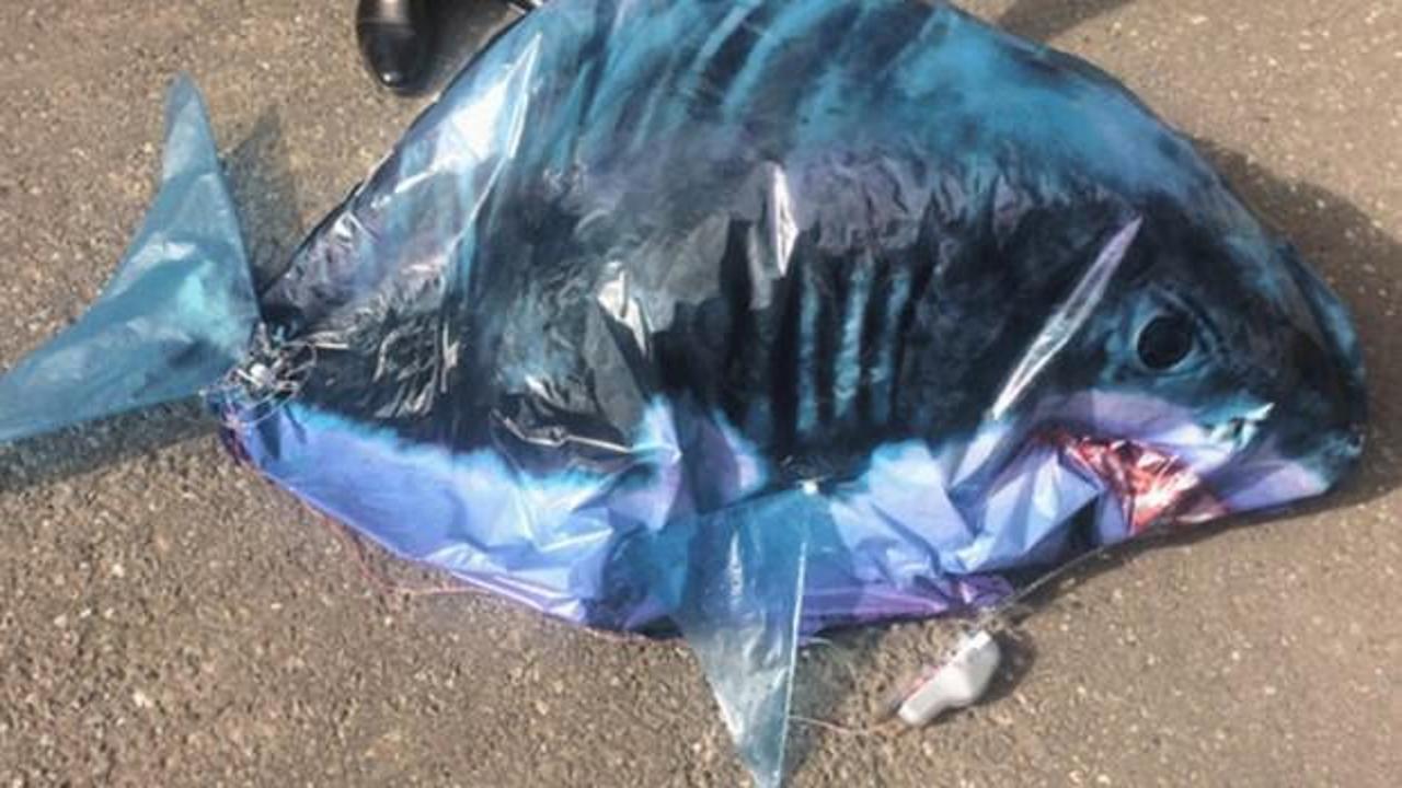 Türkiye'yi suçladılar! Ülkede köpek balığı paniği