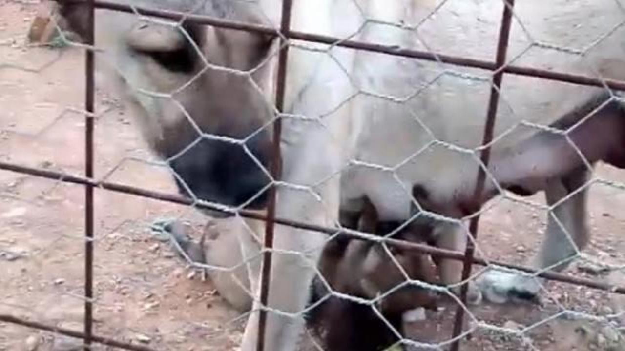 Kangal k&ouml;peğinin yanına yavru kurtları bırakınca..