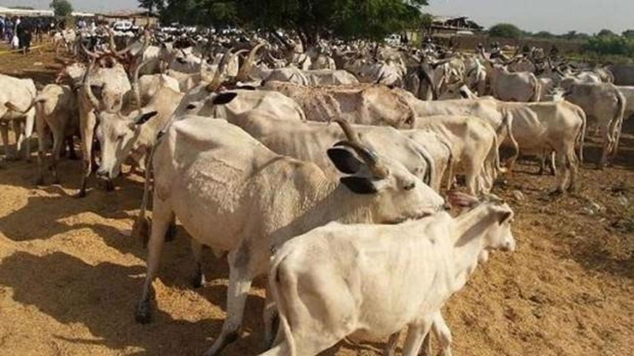 Nijerya’da inek hırsızları köye saldırdı: 23 ölü