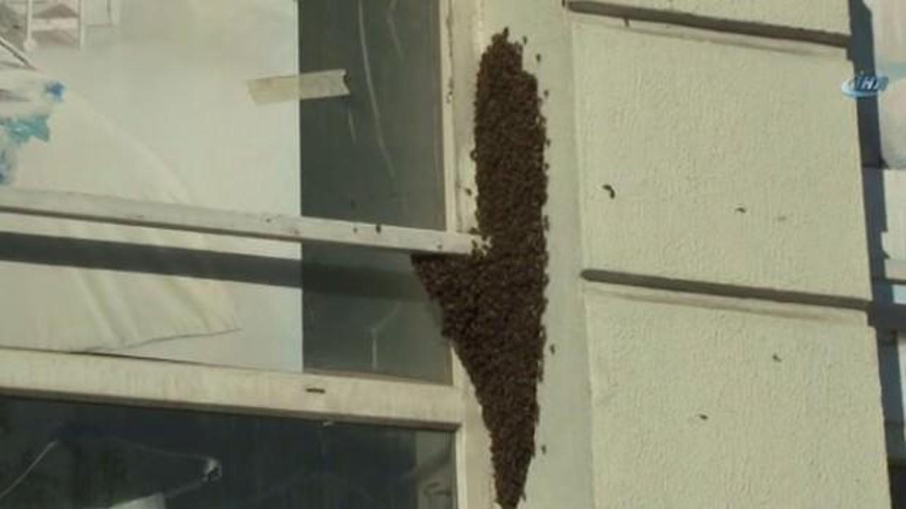 Şehrin g&ouml;beğinde arı korkusu!