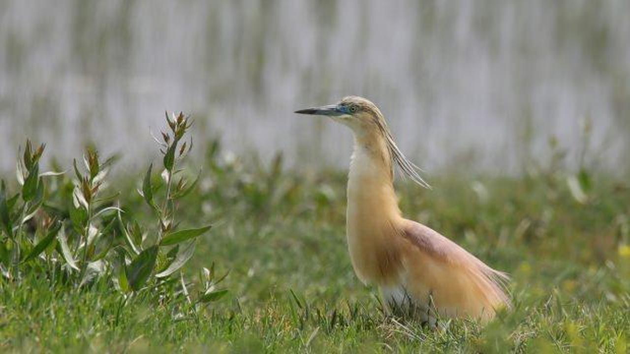 Van Gölü havzasında kuş popülasyonu canlandı