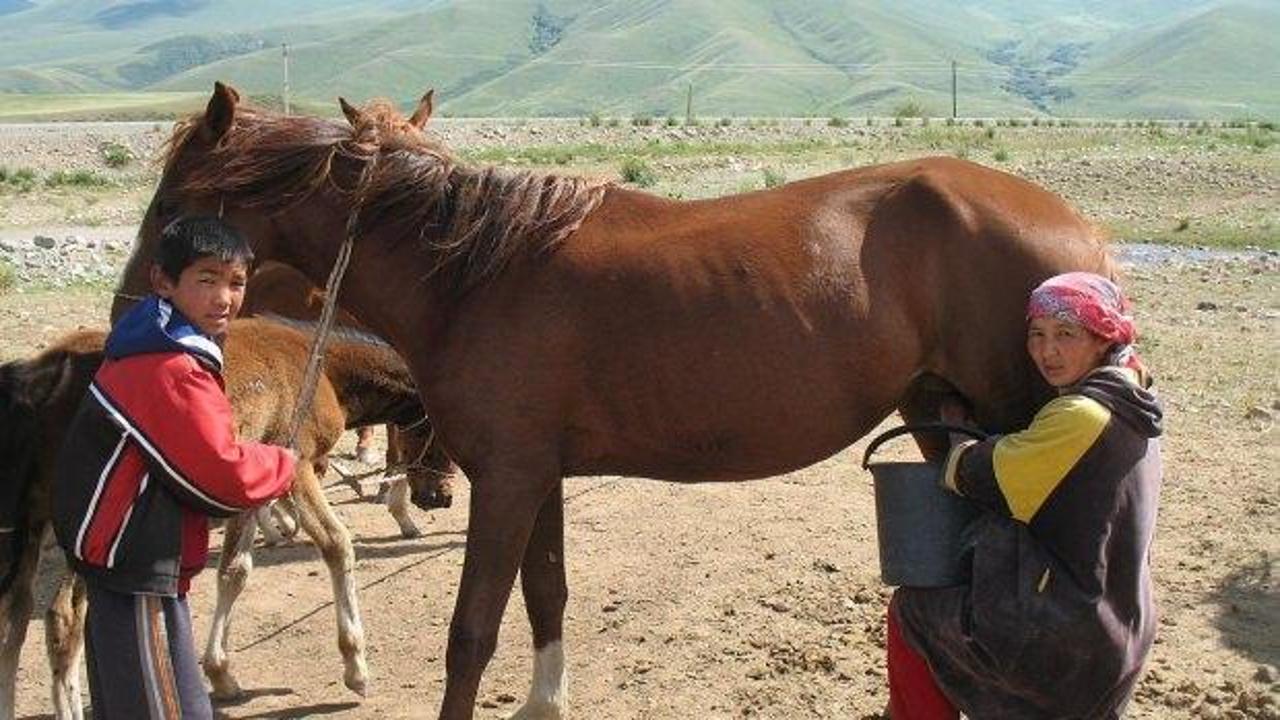 At sütü nedir ve faydaları nelerdir?