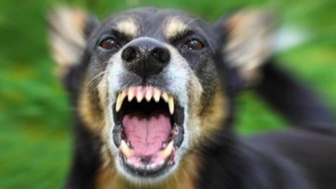 Yılda 1 milyon köpek öldürülüyordu! Yasaklandı