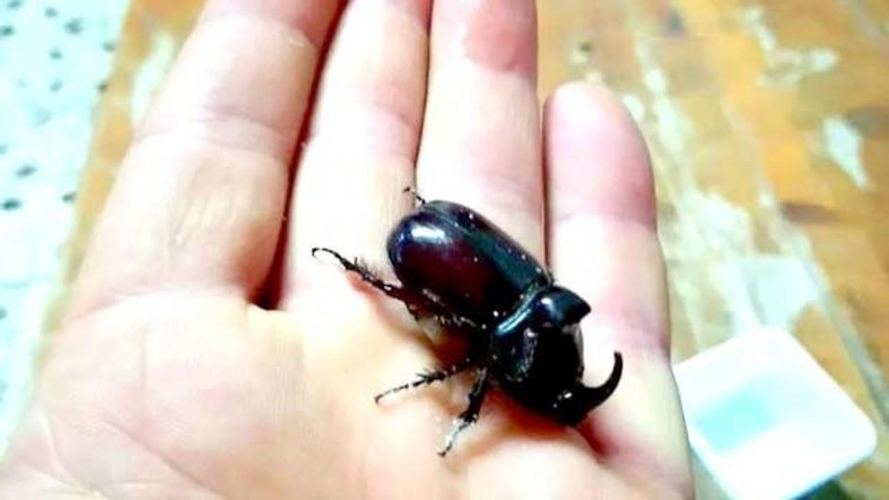 Benzin istasyonunda gergedan böceği buldu