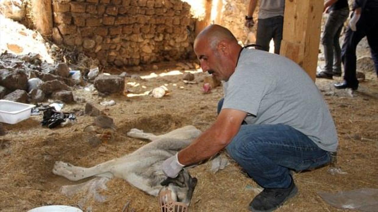 Hastalanan gebe köpek için seferber oldular