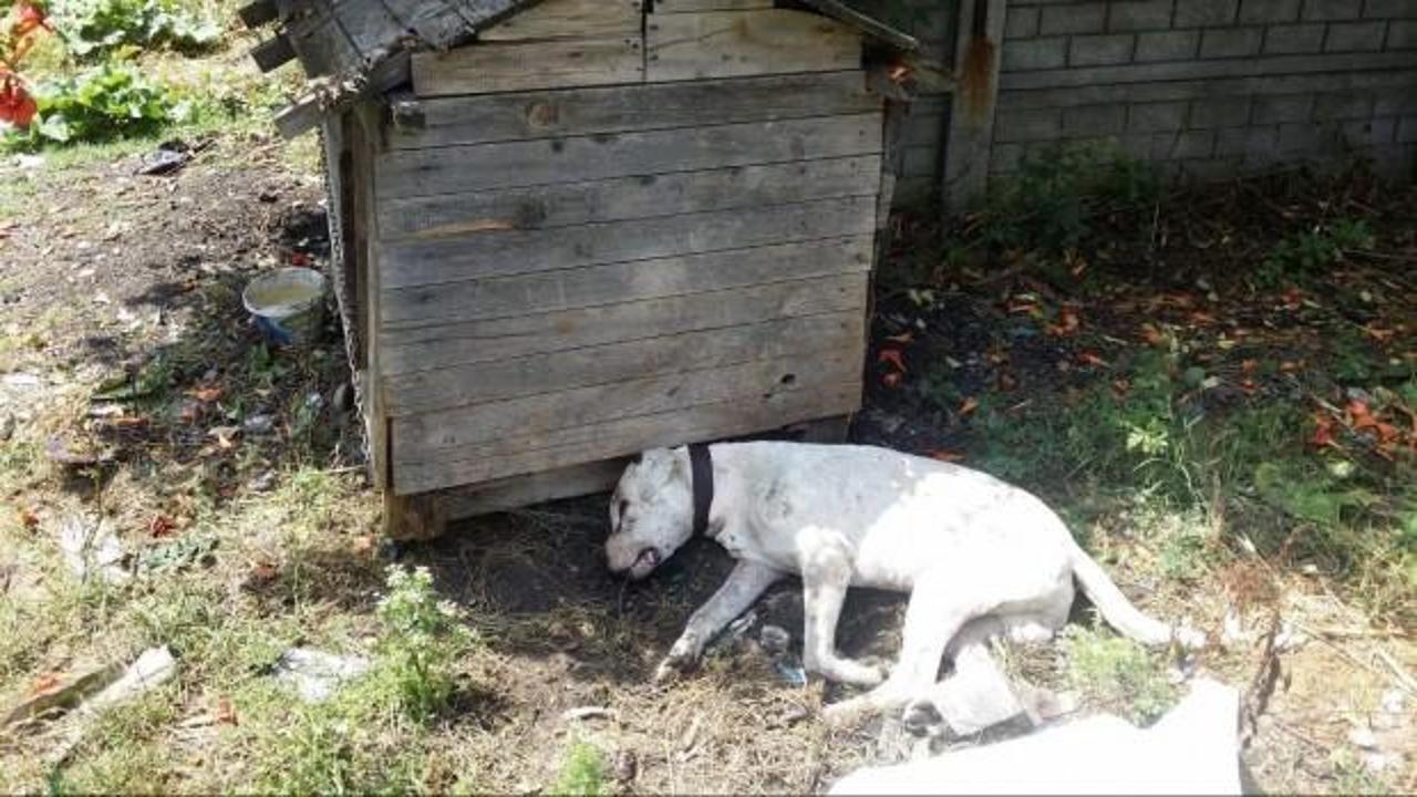 Yanına yaklaştığında hayatının şokunu yaşadı