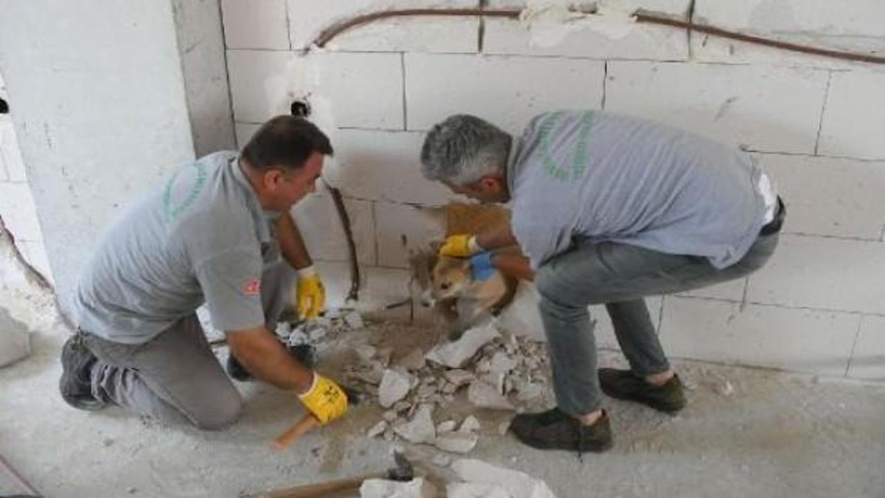 Yavru köpek, duvar kırılarak kurtarıldı