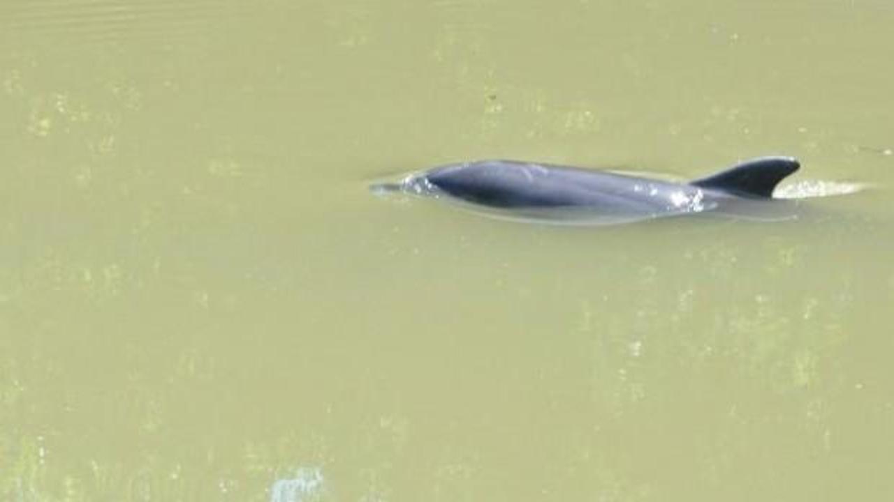 Irmağa giren yunus denizle buluşturuldu!