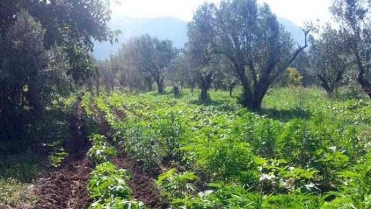 Jandarmayı g&uuml;ld&uuml;ren bamya savunması!