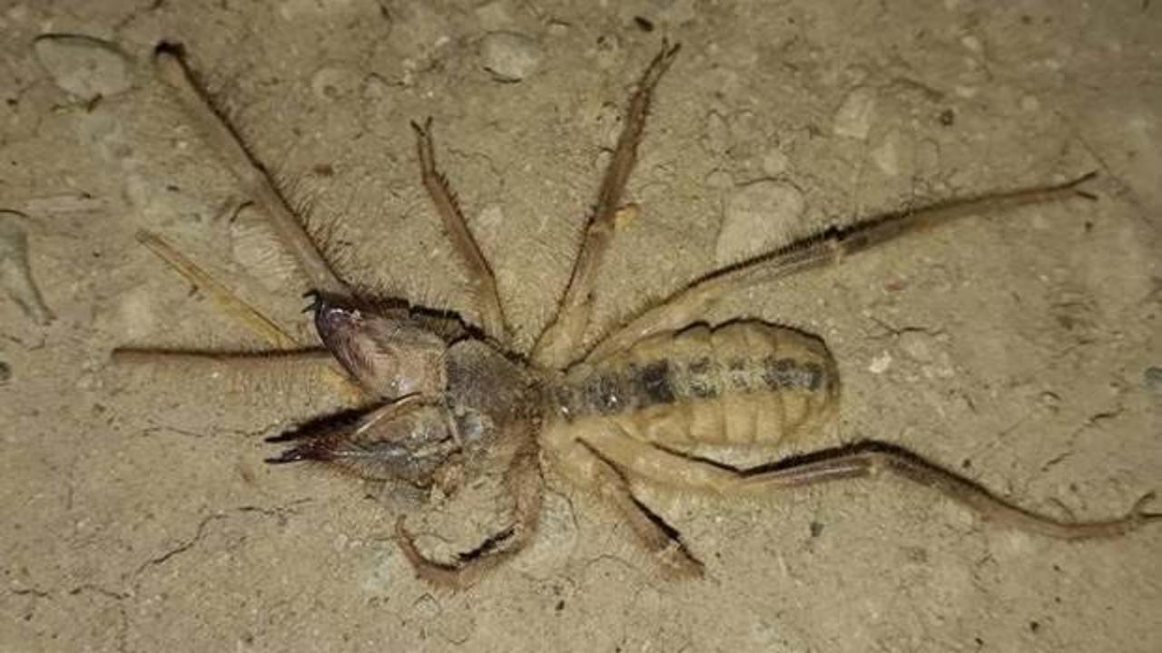 Konya'da et yiyen örümcek paniği