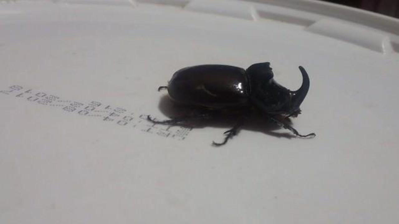 Evinin önünde buldu! Dünyanın en güçlüsü...