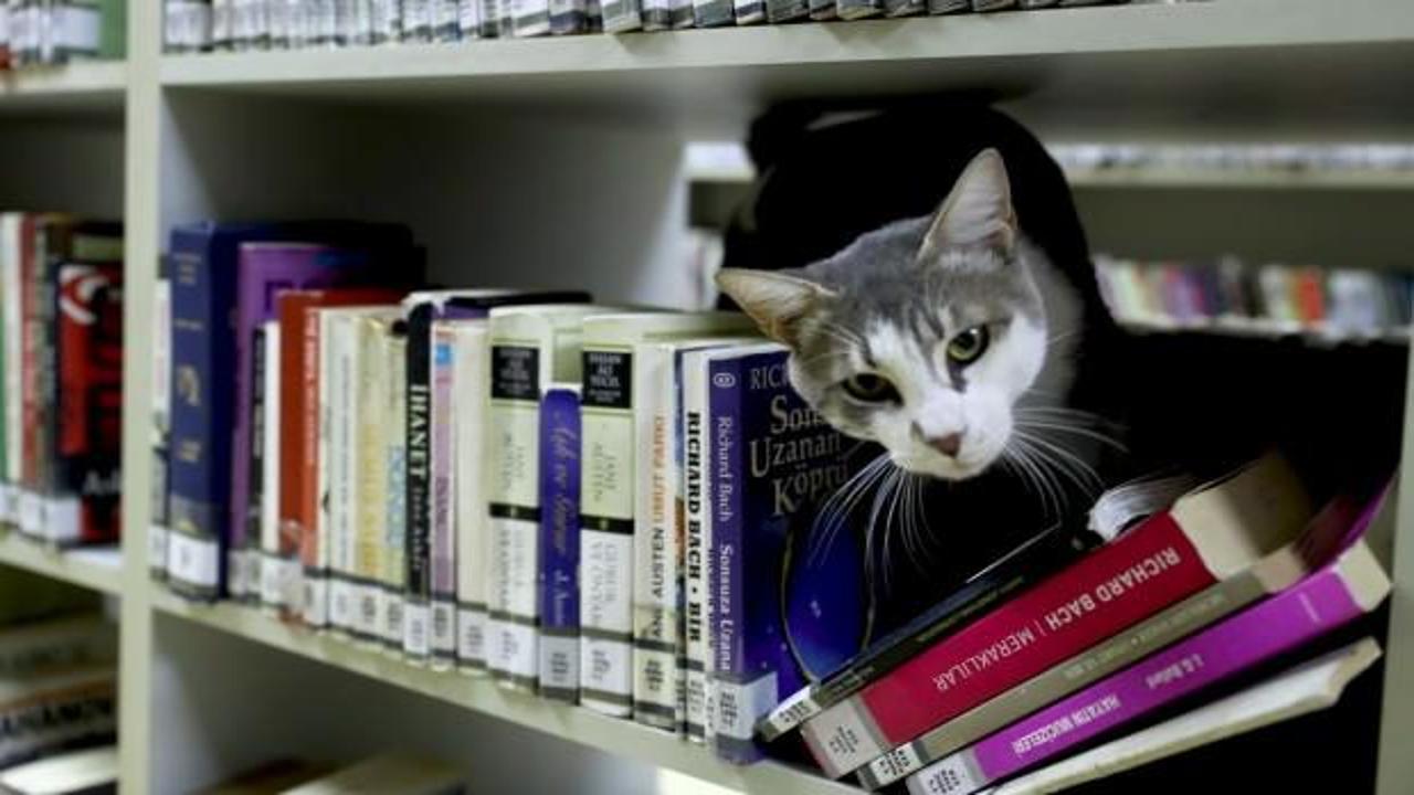 Paşa isimli kedi kütüphanenin maskotu oldu