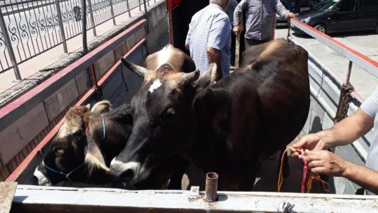 'Sarı &ouml;k&uuml;z&uuml;m&uuml; aldılar' dedi, 12 kişilik &ccedil;ete &ccedil;&ouml;kt&uuml;
