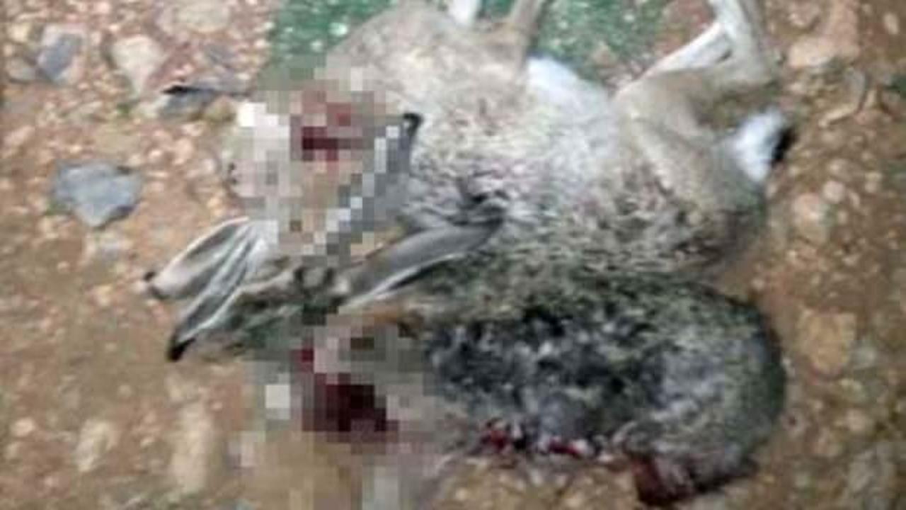 Tavşan avı pahalıya patladı