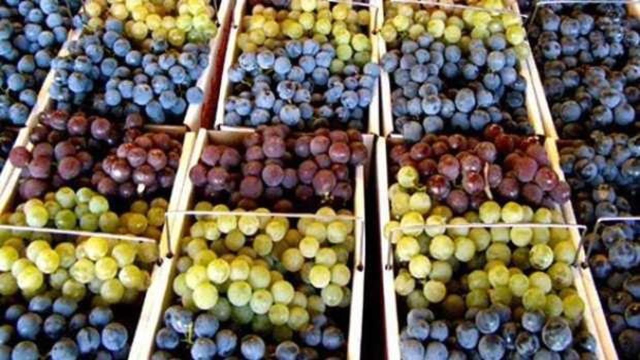 Türkiye'nin yaş üzüm ihracatında büyük artış