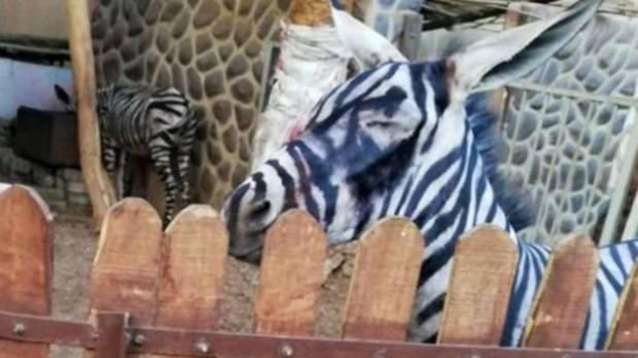 Hayvanat bahçesinde komedi! Eşeği 'zebra' yaptılar