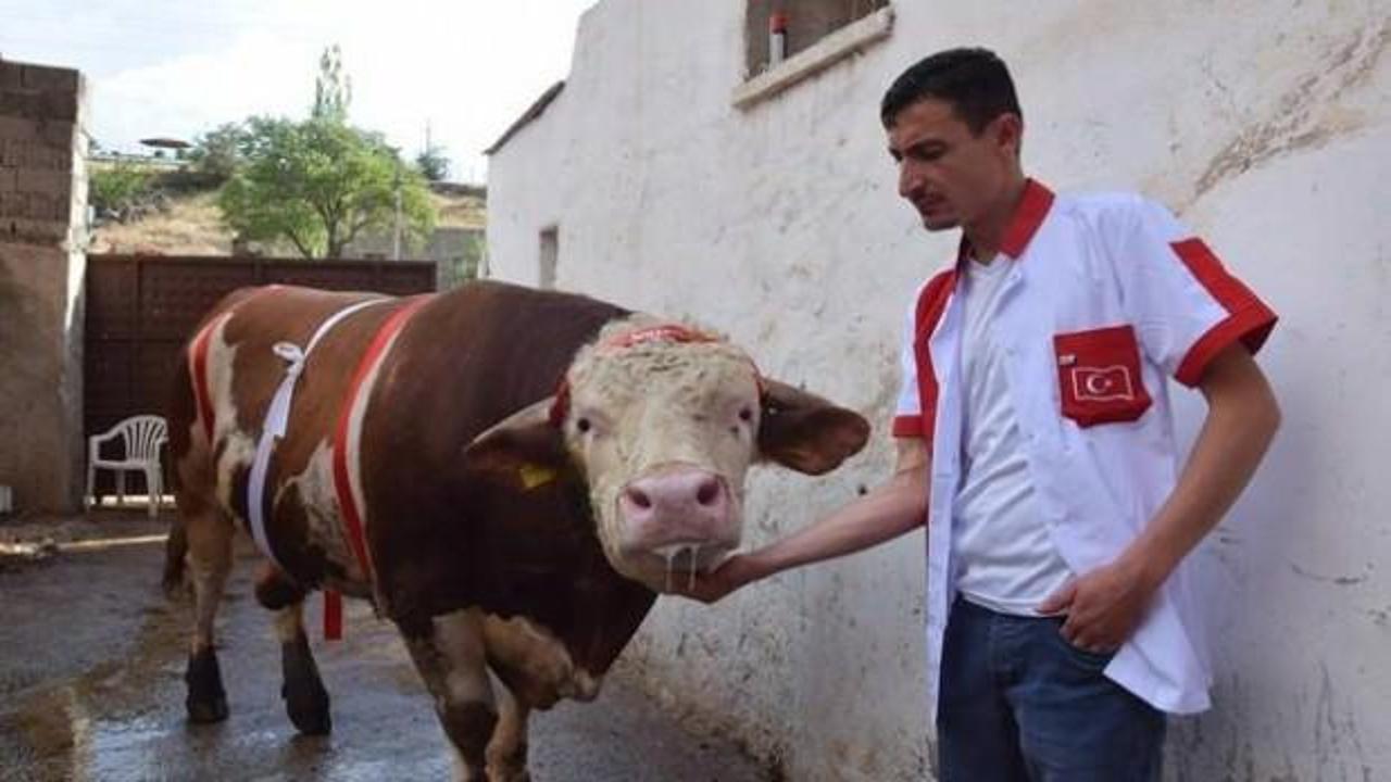 2 ton 200 kg'lık kurbanlık boğa alıcısını bekliyor