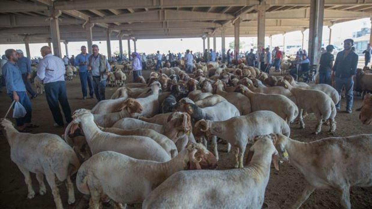 Hayvan pazarlarında "kurban" hareketliliği