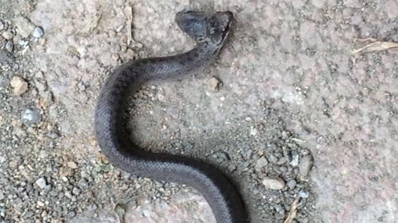 &Ccedil;ift başlı yılan g&ouml;renleri şoke etti!