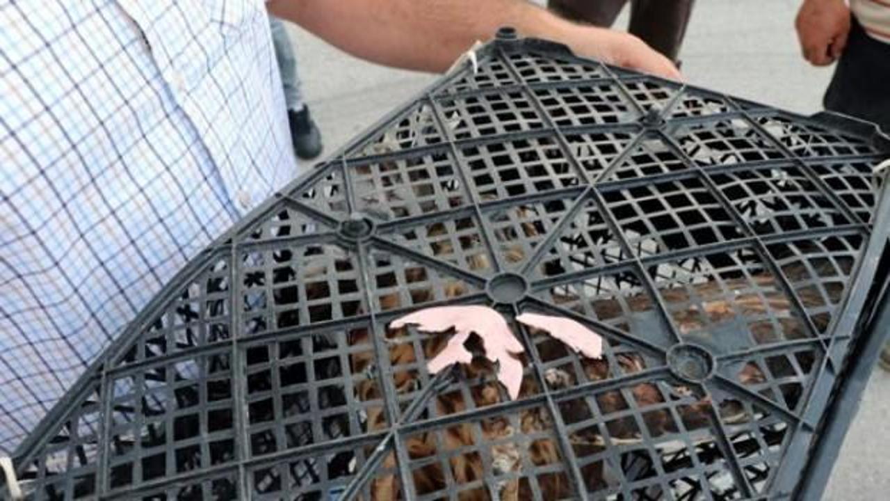 Ormandaki iş&ccedil;iler buldu! Hemen kasaya koyup.