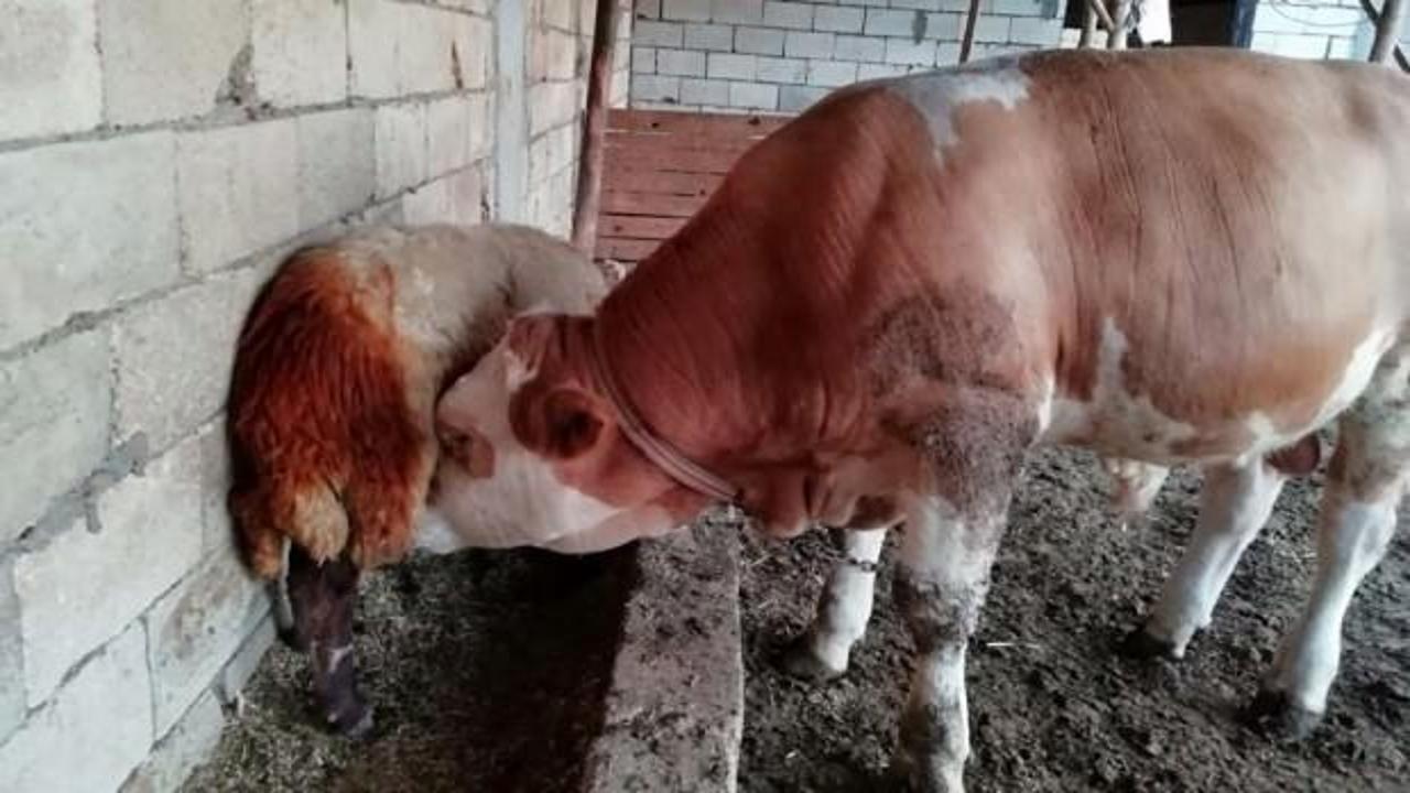 S&uuml;t hırsızı boğa &ccedil;ıktı! Koyunu emerken yakalandı