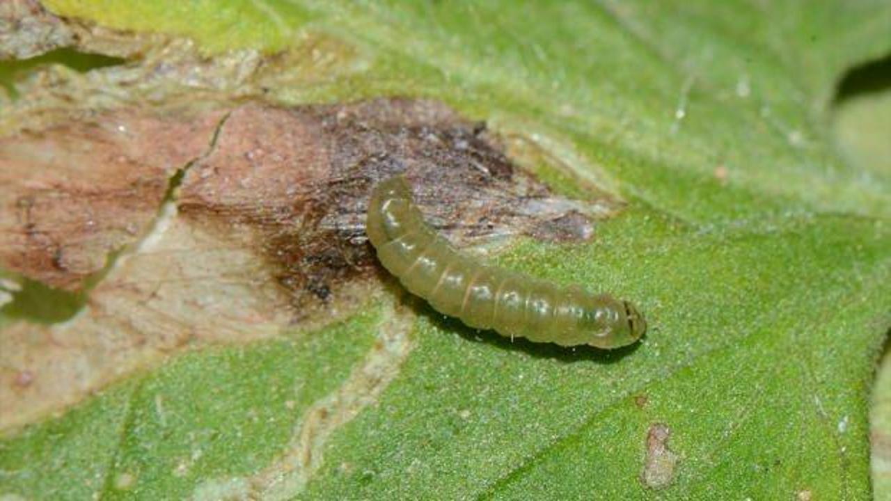 Bartın'da domates zararlısı ile mücadele