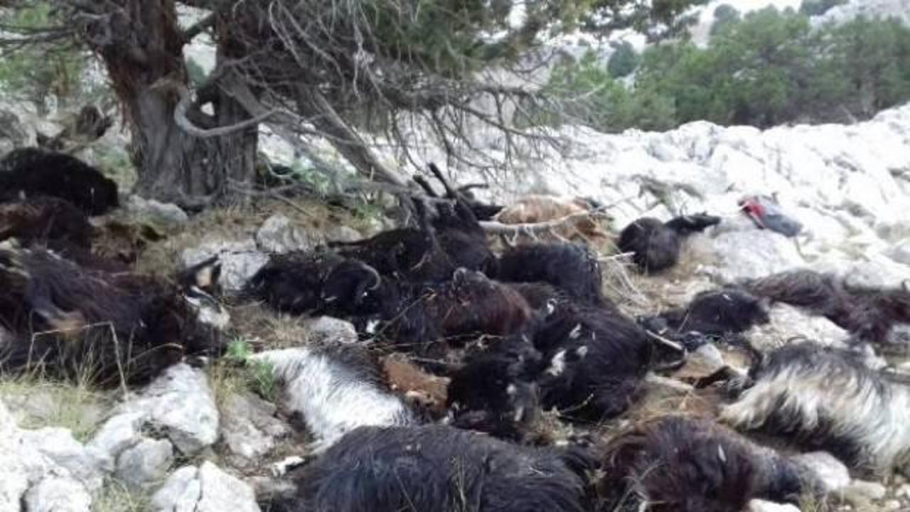 Isparta'da yıldırım düştü: 31 keçi telef oldu