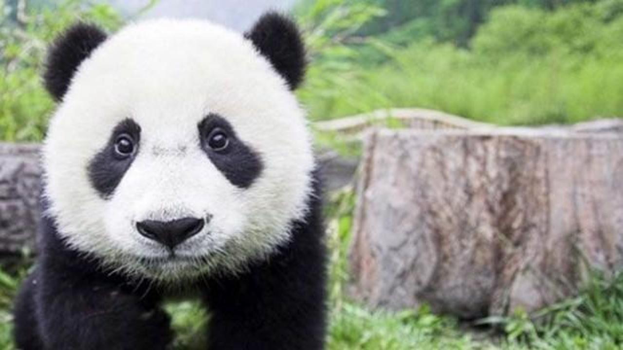 'Panda piyasası' borçlanmada yeni oyuncu olacak