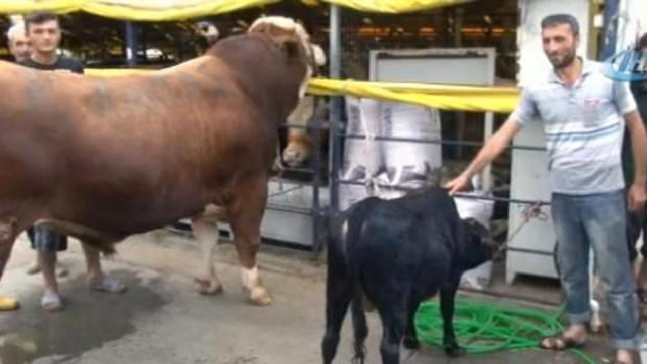 Kurbanlık pazarında onu g&ouml;renler şaşıp kalıyor