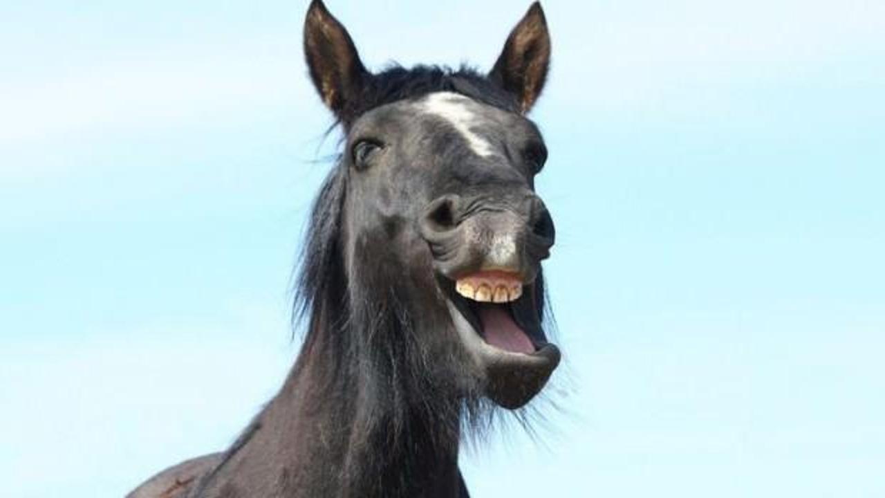 İmkanı olan mutlu olmak için sevdiğine at alsın!