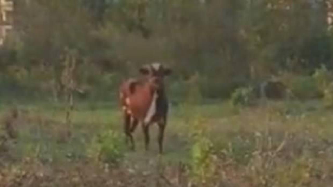 Kurbanlık boğa 4 g&uuml;nd&uuml;r kayıp