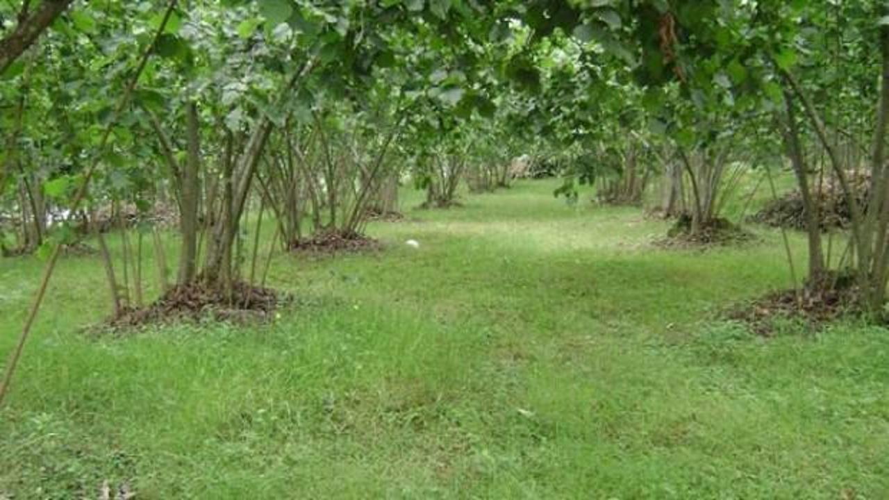 Araplar Ordu&rsquo;dan fındık bah&ccedil;esi satın aldı