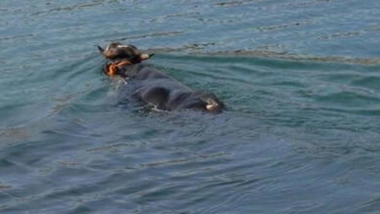 &Uuml;nl&uuml; şarkıcı o boğayı satın aldı!